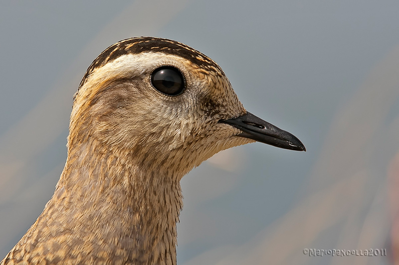 Piviere tortolino (Charadrius morinellus)